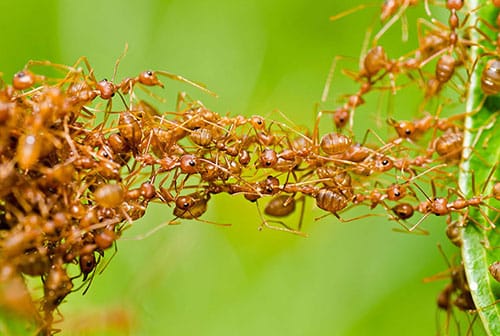 Ants Pest Control
