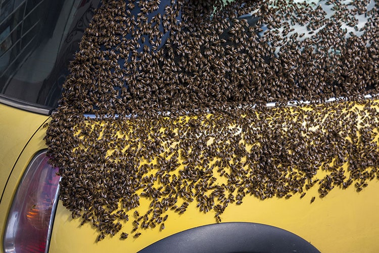 Bee Swarm Phoenix AZ Bee Swarm Phoenix AZ