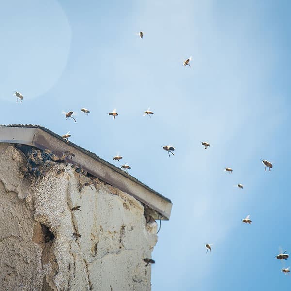 Bees In Chimney Phoenix AZ