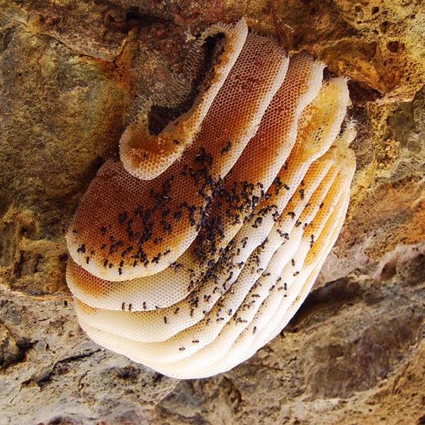 Bees Wax Honeycomb Phoenix AZ