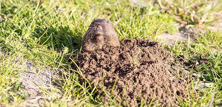 Gopher Control