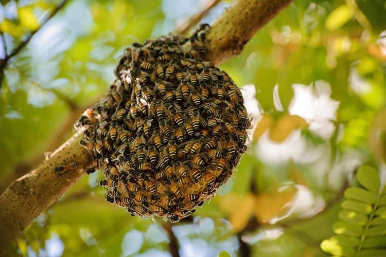 How To Get Rid Of Bees