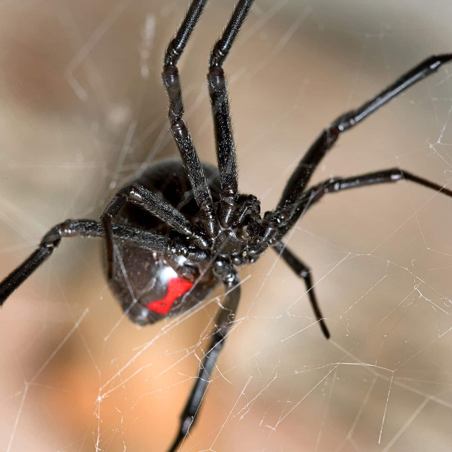Pest Control Services Phoenix AZ Pest Control Services Phoenix AZ