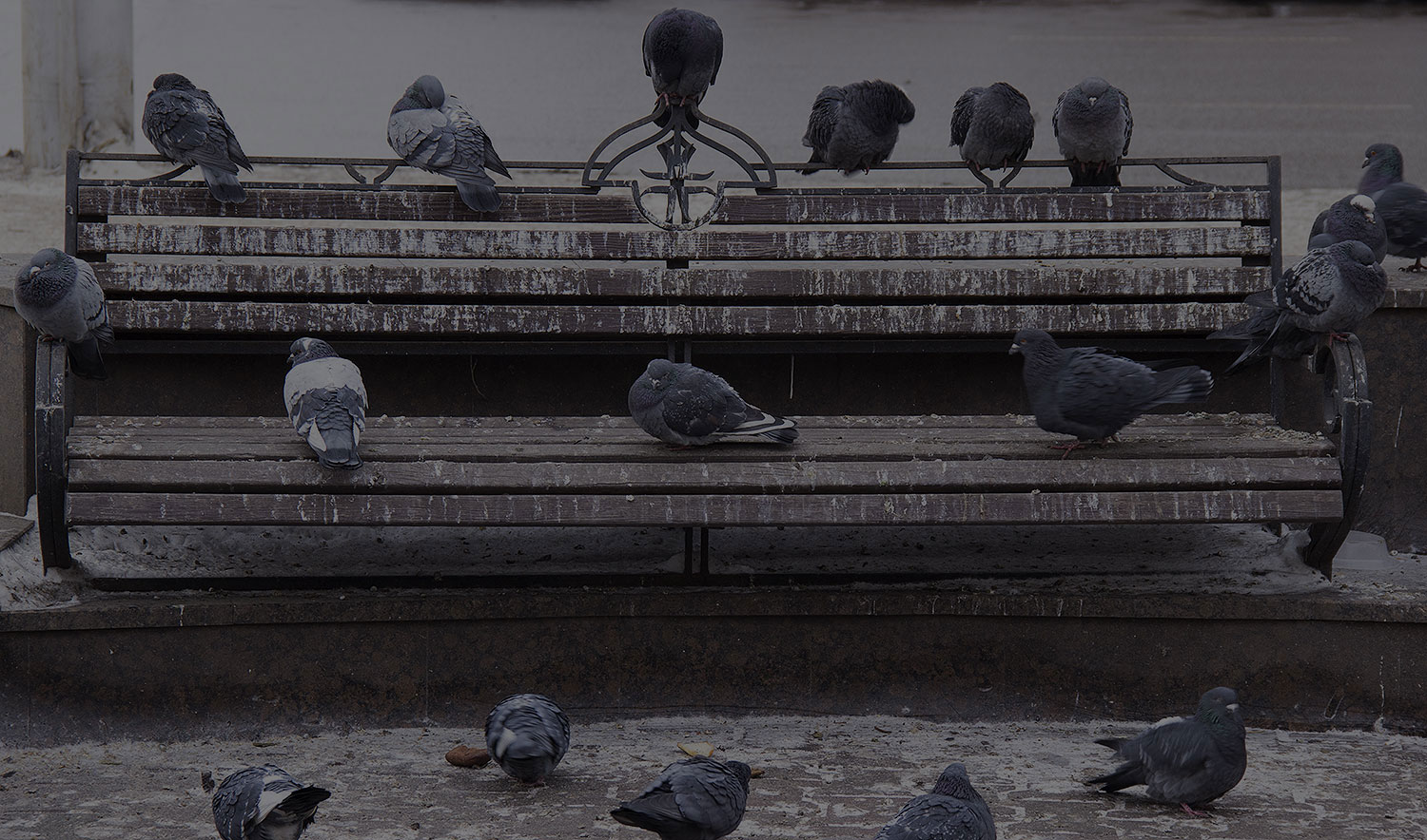 Pigeon Control Phoenix AZ Pigeon Control Phoenix AZ