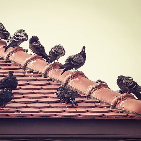 Pigeon Pest Control Phoenix AZ