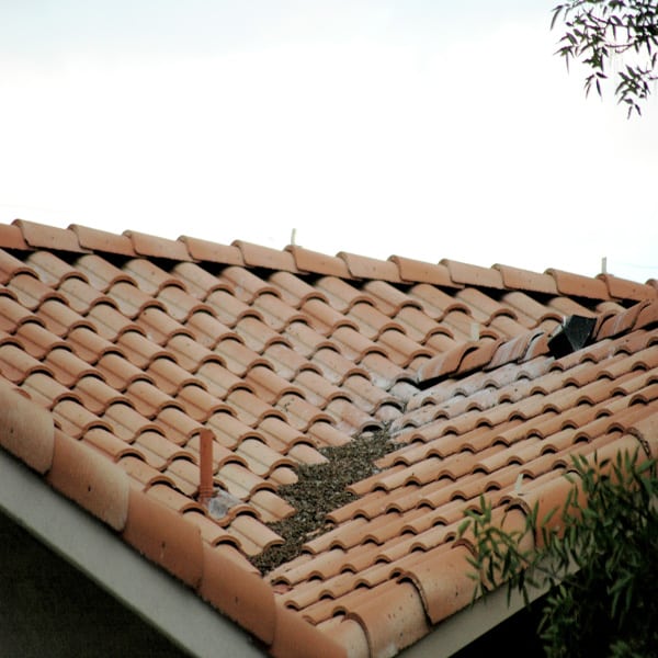 Pigeon Poop On Roof Glendale AZ