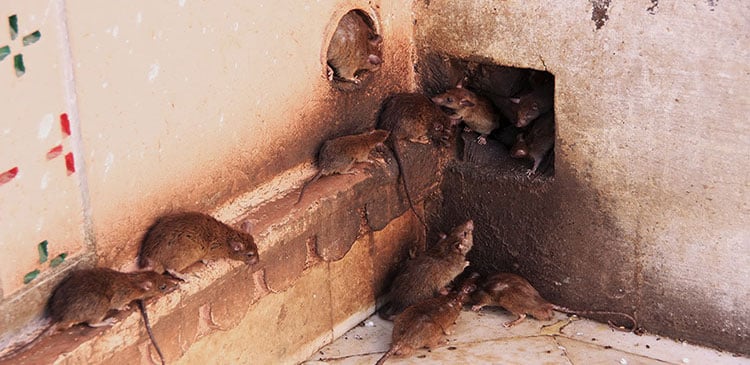 Rat Trapping And Removal