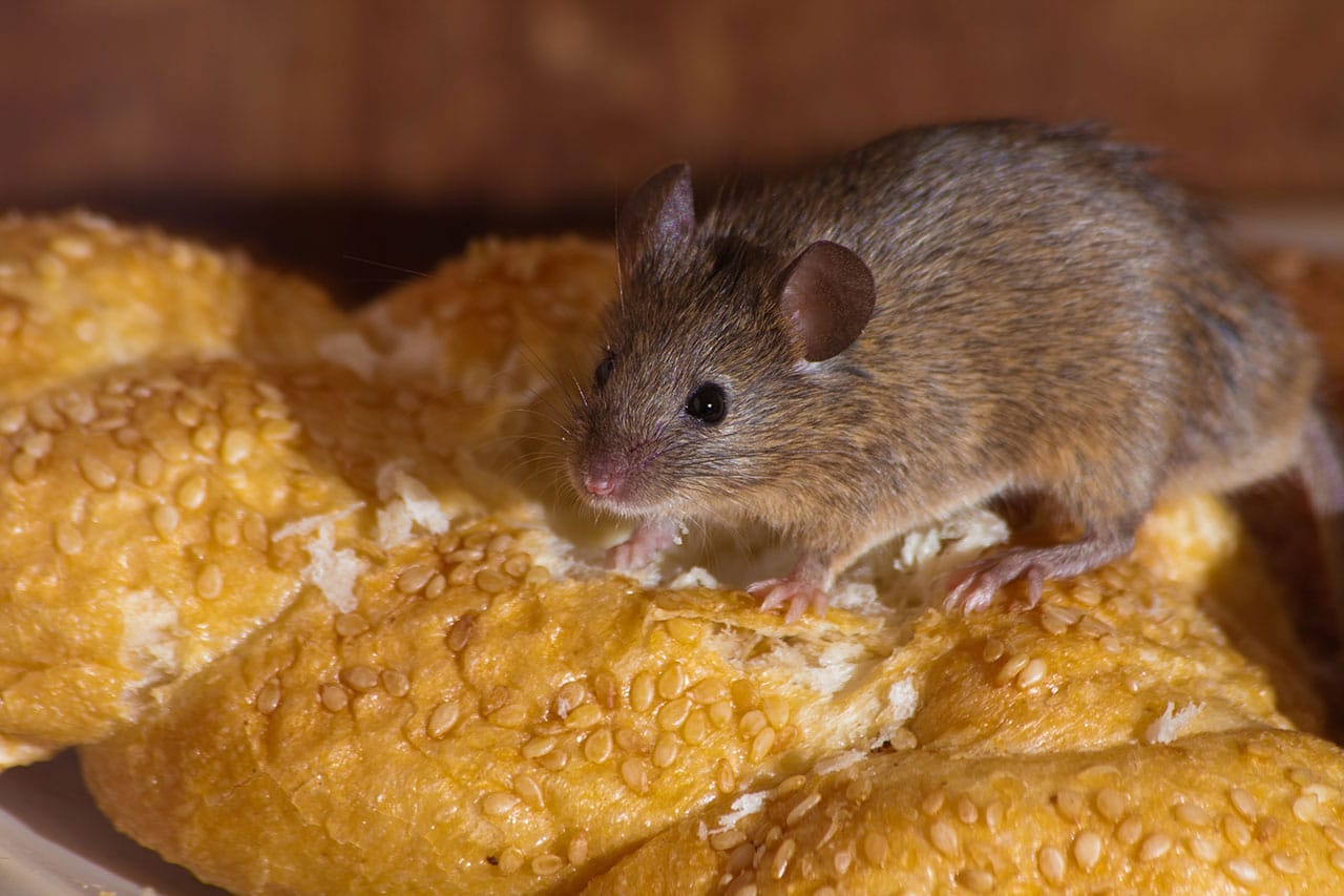 Rodent Control Removal Phoenix AZ Rodent Control Removal Phoenix AZ