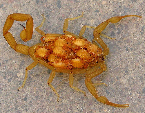 Scorpions In House