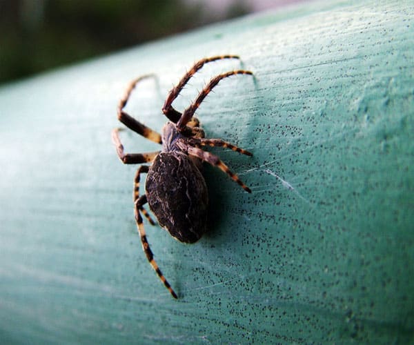 Spider Control Spider Control