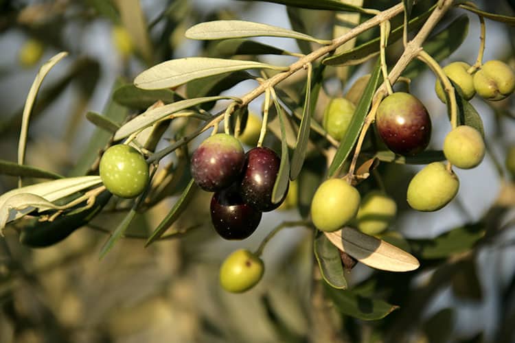 Stop Olive Spray