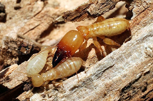 Subterranean Termites