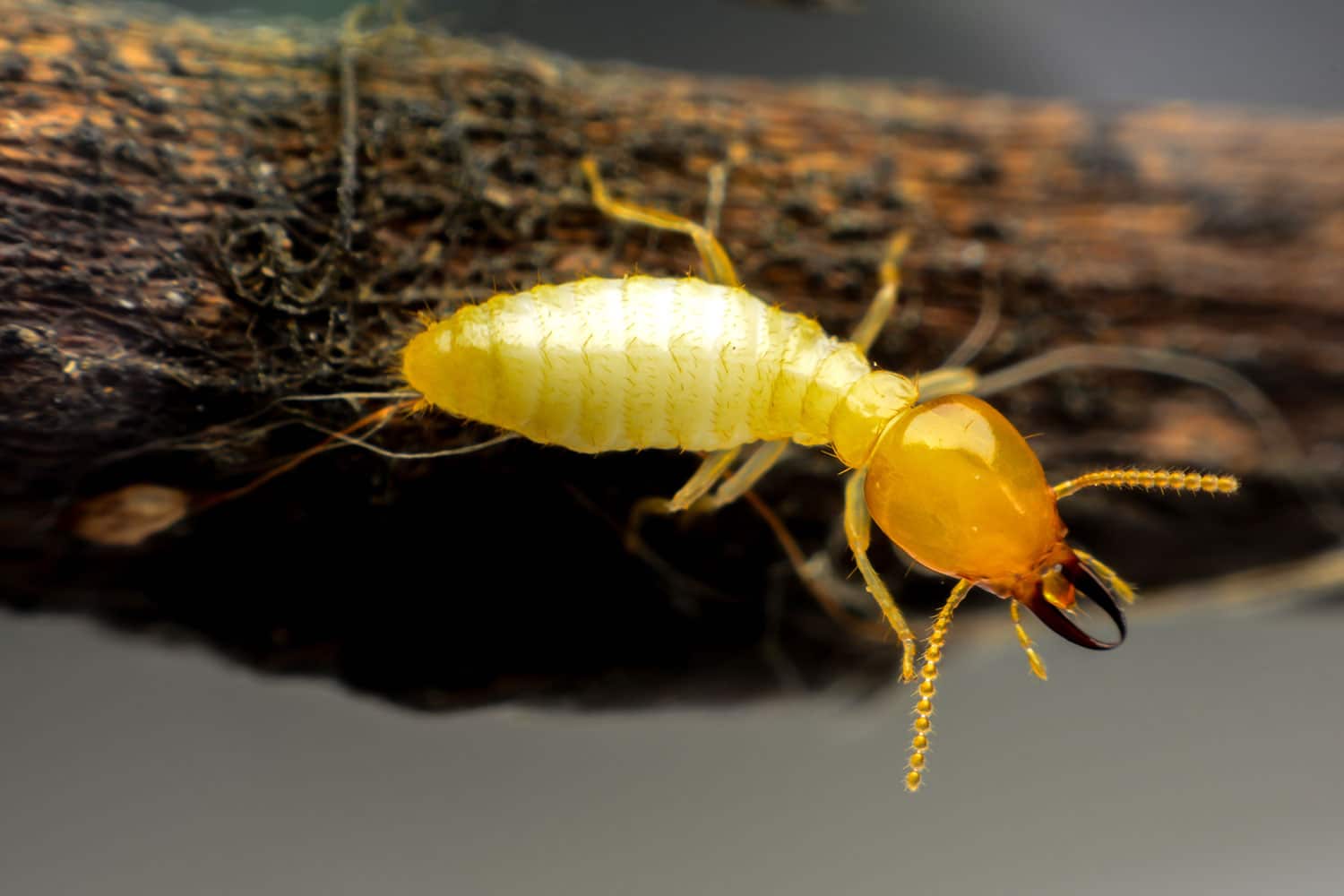 Termite Treatment Phoenix AZ Termite Treatment Phoenix AZ