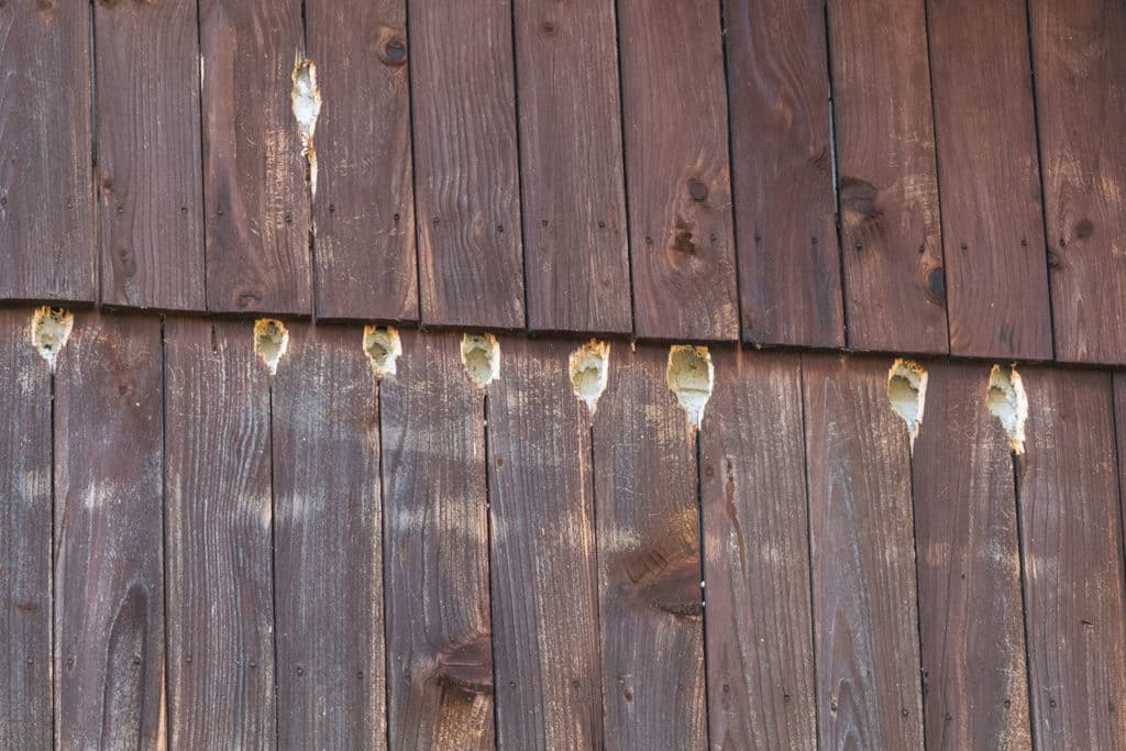 Woodpecker Holes In House Woodpecker Holes In House