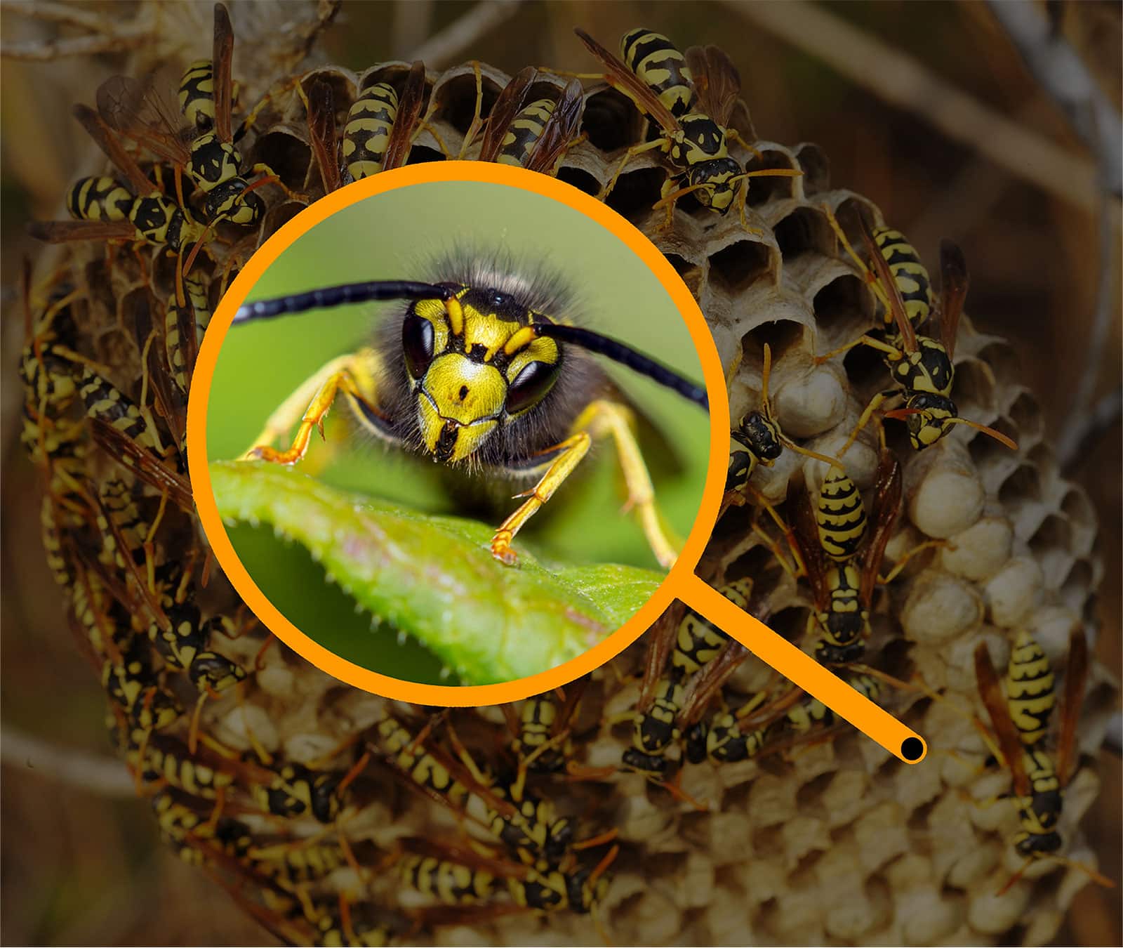 Can Wasps Swim Can Wasps Swim