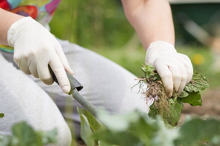 DIY Weed Control Products DIY Weed Control Products