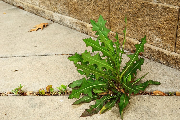 DIY Weed Sprays DIY Weed Sprays