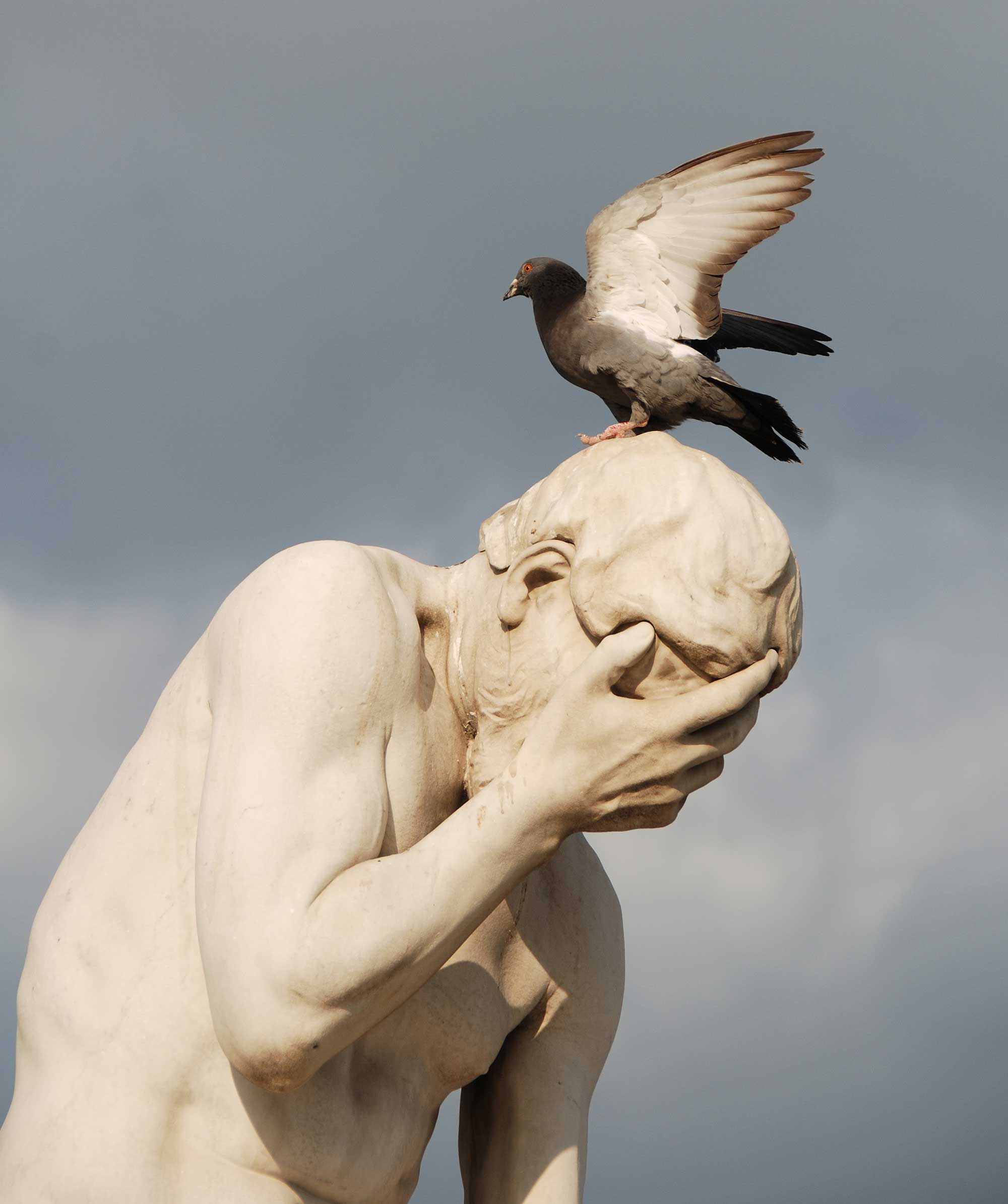 Get Rid Of Pigeons Get Rid Of Pigeons