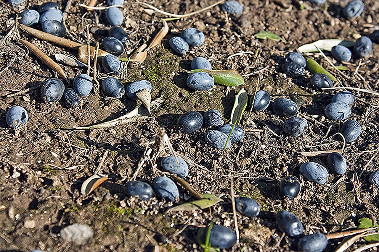 Olive Spray Service Olive Spray Service