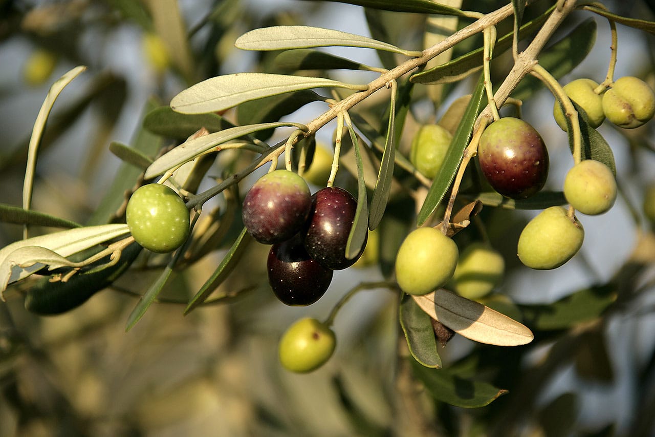 Olive Tree Spraying Olive Tree Spraying